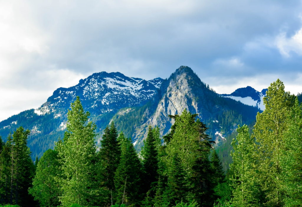 Washington Mountains Trees